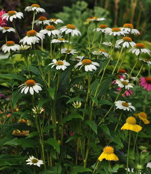 Echinacea purpurea 'PowWow White'